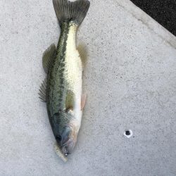 今年も無事釣れました