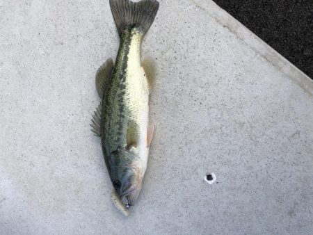 今年も無事釣れました