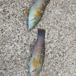 暑さも釣果も厳し目