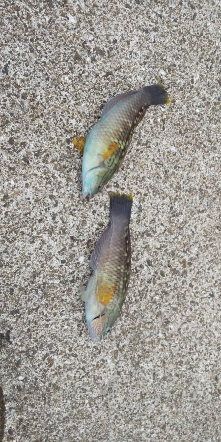 暑さも釣果も厳し目