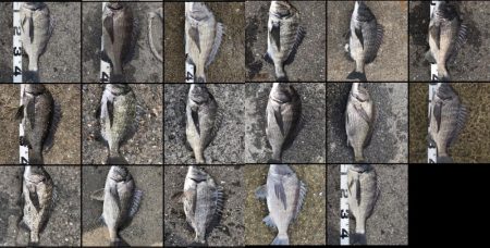 イチノ兄弟、釣果！