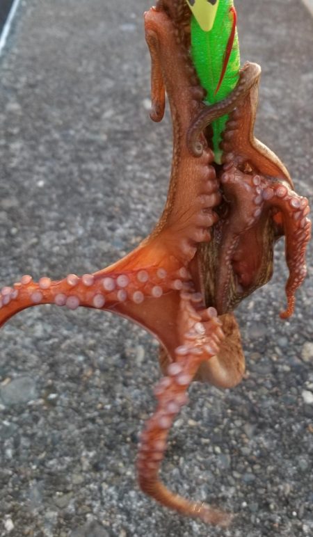 久しぶりのアジング&タコ