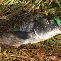 A.P.P ルアーシリーズにてチヌ 連続ヒット!