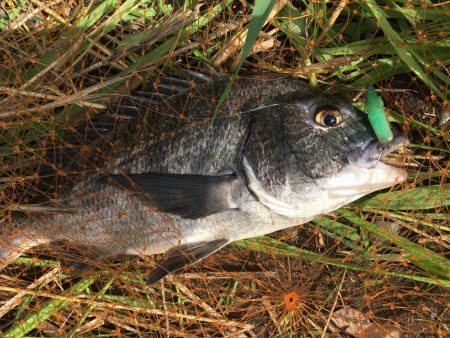 A.P.P ルアーシリーズにてチヌ 連続ヒット!