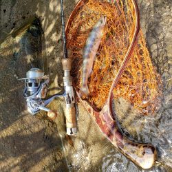 7寸まででした。