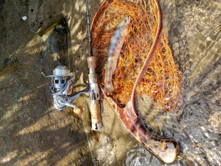 7寸まででした。