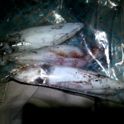 ケンサキイカGet出来ました♪