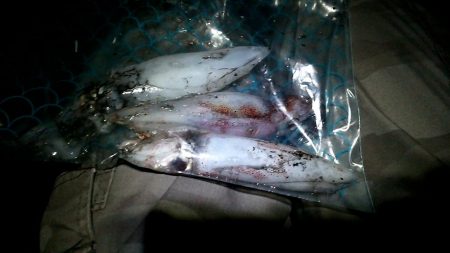 ケンサキイカGet出来ました♪