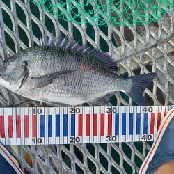 サビキでアジ&ヒラメ!かご釣りでチヌ!