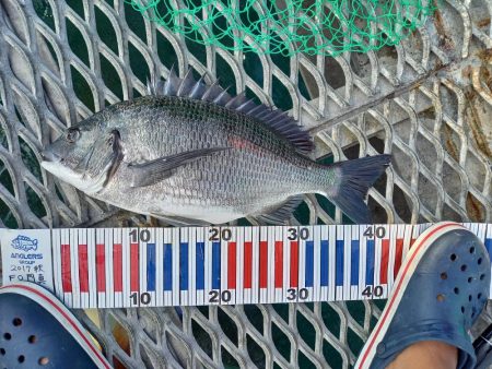 サビキでアジ&ヒラメ！かご釣りでチ…