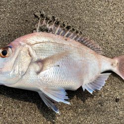 アジ時々マダイ