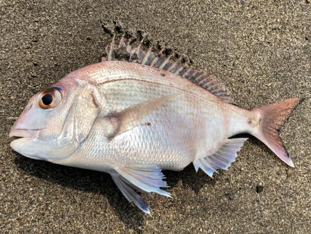 アジ時々マダイ