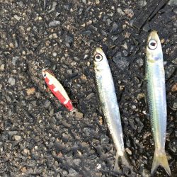 渋いけど魚種多彩?