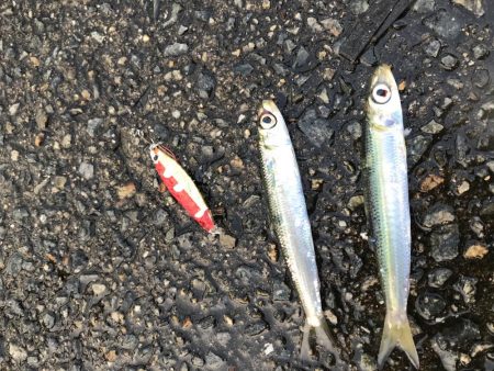 渋いけど魚種多彩?