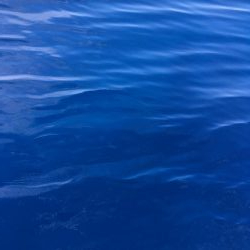 浅川沖でオオモンハタ