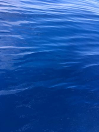 浅川沖でオオモンハタ