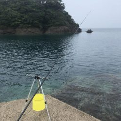 マゴチ、ツバス、アコウ