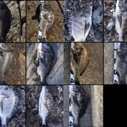 イチノ兄弟、釣果！