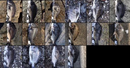 イチノ兄弟、釣果！