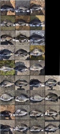 イチノ兄弟、釣果！