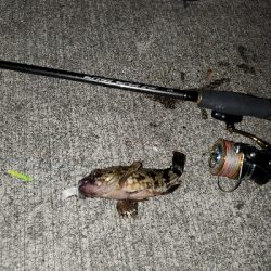 良型ガシラnice!