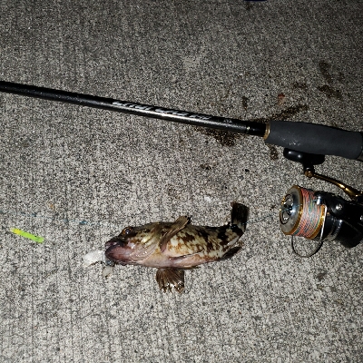 良型ガシラnice!