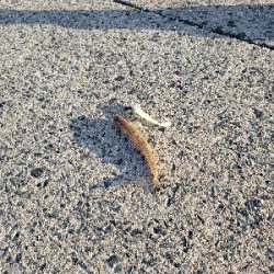 ベラとエソばっかり。。