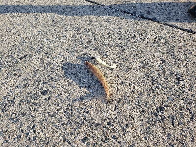 ベラとエソばっかり。。