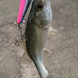 トップ道シーバス乱舞