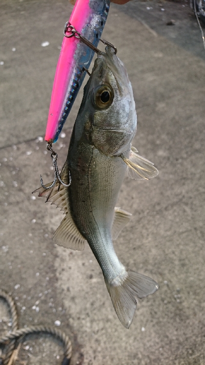 トップ道シーバス乱舞