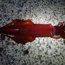 ムーンナイトエギング