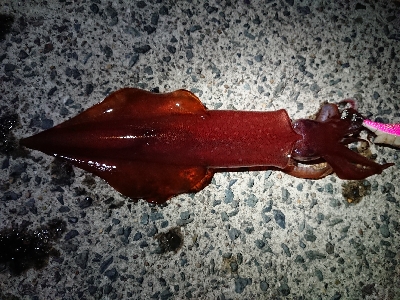 ムーンナイトエギング