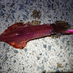 強風でのケンサキイカ狙い