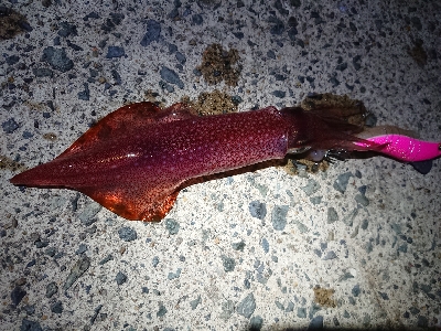 強風でのケンサキイカ狙い