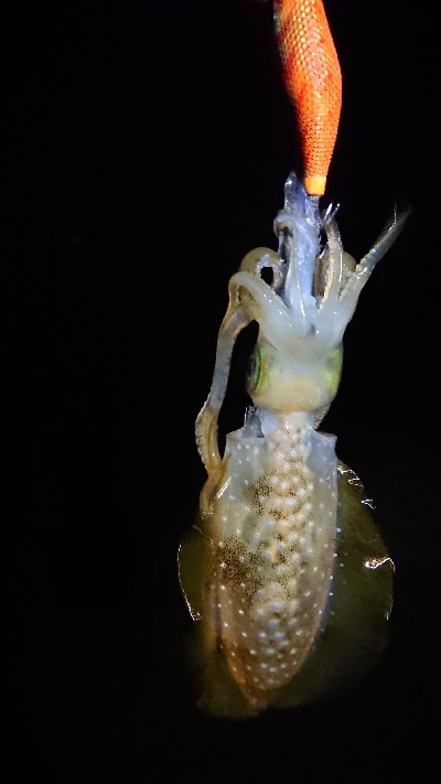 夕方からエギング