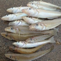 チョイ投げのキス