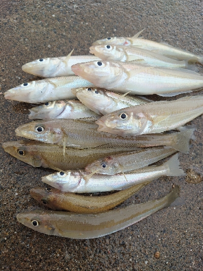 チョイ投げのキス
