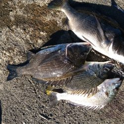 冷蔵のカニより 粋のいいカニが釣れる