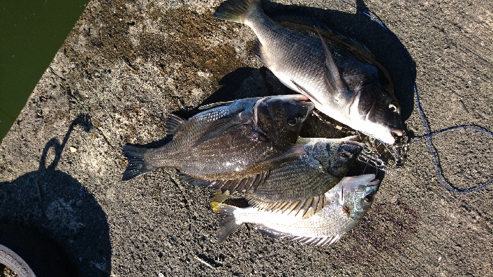 冷蔵のカニより 粋のいいカニが釣れる