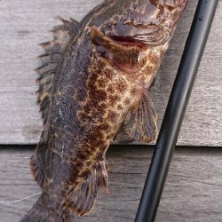 南港ライトゲーム