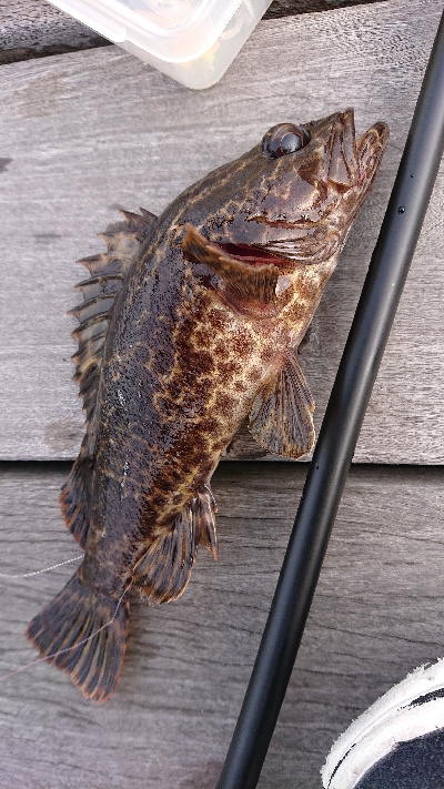 南港ライトゲーム