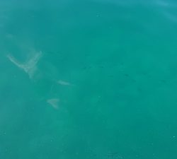 アオリイカ調査