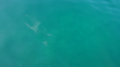 アオリイカ調査