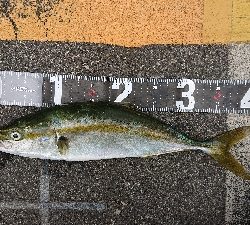 まさかのデカアジ！