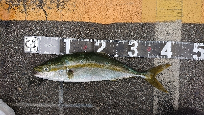 まさかのデカアジ！