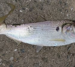 久々のタコ。ショアジグでツバス。