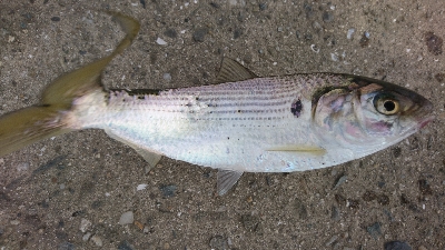 久々のタコ。ショアジグでツバス。