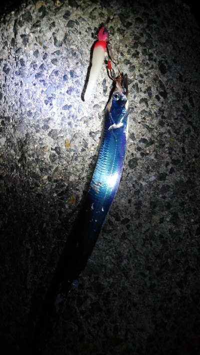 大阪湾タチウオ開幕