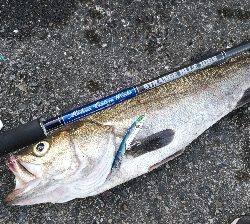 玉網の準備はお忘れ無く