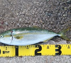 暑いけど粘れば何とか